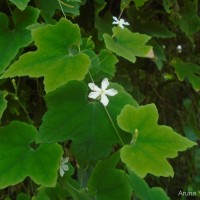 Trichosanthes tubiflora (Wight & Arn.) H.J.de Boer